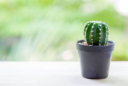 Cactus pots on wood table