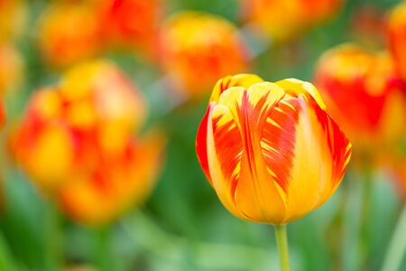 tulip in gardenの写真素材