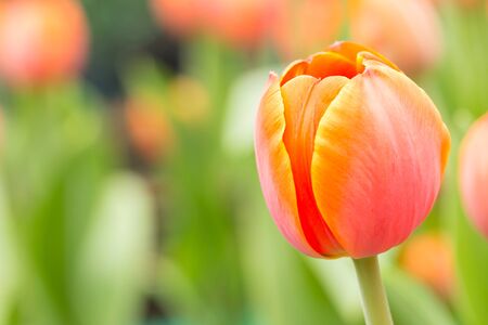flower tulip in gardenの写真素材