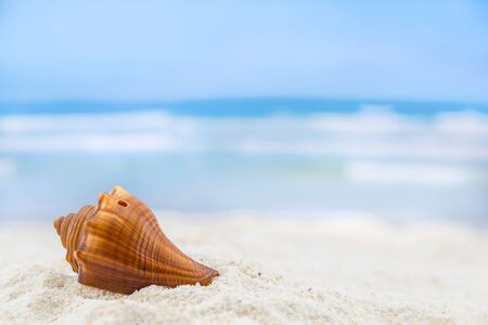shells on tropical beachの写真素材
