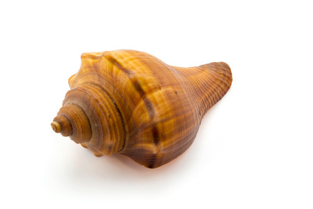 Sea shell on white background, clipping partの写真素材
