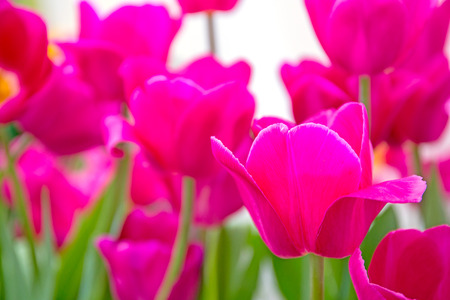 pink tulip on white backgroundの写真素材