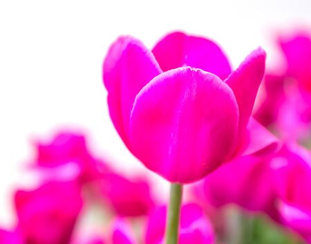 pink tulip on white backgroundの写真素材