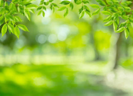 natural green background with leaf selective focusの写真素材