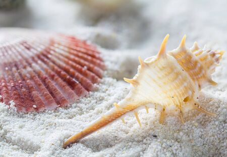 Shell on the sand beach