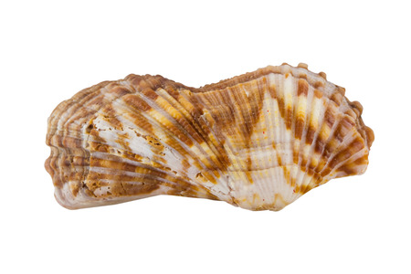shell on white background, clipping part