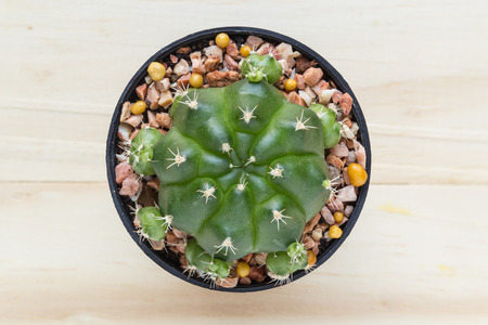 cactus with space in pot on wooden table.Top viewの写真素材