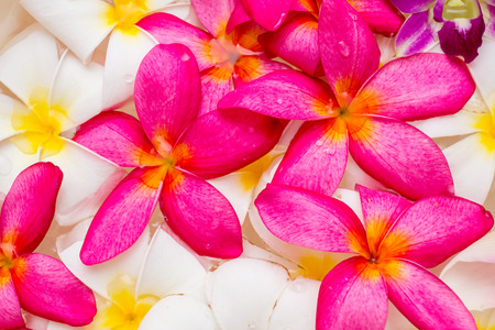 Plumeria flower white and pink color pattern backgroundの写真素材