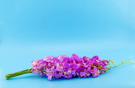 Beautiful blooming orchid on blue backgroundの写真素材