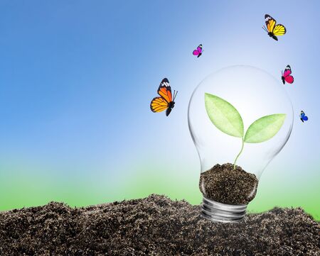 Light bulb with plant growing inside on soil and butterfly. Concept of conserve environmentの写真素材