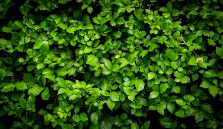 Background Pattern - Green Leaves Wall or Green Bush Background.の写真素材