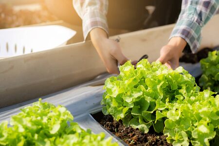 closeup hands of young asian man farmer checking fresh organic vegetable kitchen garden in farm,...