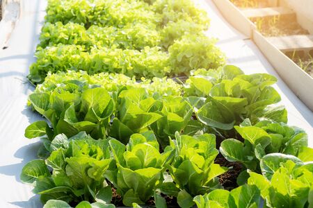 Fresh sapling of greenâ cos romaine lettuce organic farm in plantation, produce and cultivation agriculture and harvest green leaves in the field, vegetable kitchen garden and healthy food concept.の写真素材