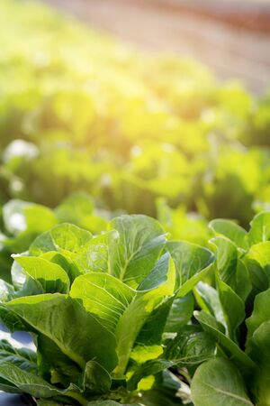 Fresh sapling of greenâ cos romaine lettuce organic farm in plantation, produce and cultivation agriculture and harvest green leaves in the field, vegetable kitchen garden and healthy food concept.の写真素材