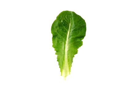 Fresh green cos lettuce or romaine lettuce vegetable for salad with nutrient for health isolated on white background, dietary and agriculture and harvest for nutrition, healthy food concept.の写真素材