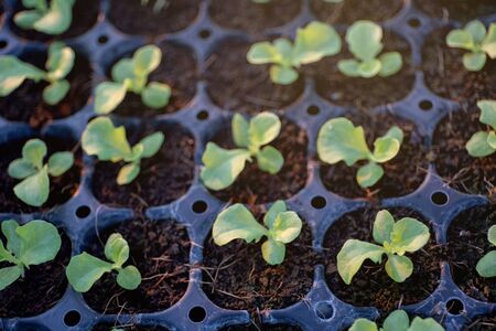Group organic fresh vegetable seeding are growing from soil on nursery tray, cultivation and produce...