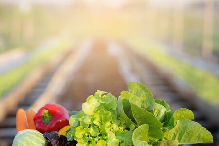 Fresh organic raw vegetable and fruit in basket for salad in hydroponic farm, vegetarian and healthy...