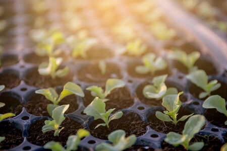 Group organic fresh vegetable seeding are growing from soil on nursery tray, cultivation and produce...