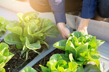 closeup hands of young asian man farmer checking fresh organic vegetable garden in farm, produce and...
