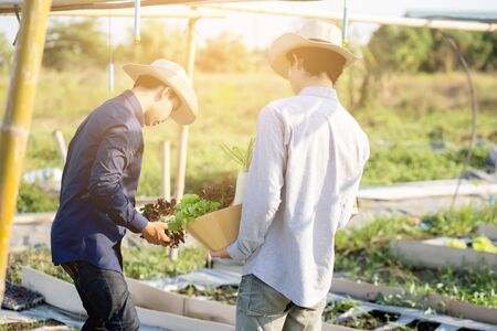 Beautiful young asian two man picking up fresh organic vegetable with basket together in the hydroponic farm, harvest and agriculture and cultivation for healthy food and business concept.の写真素材