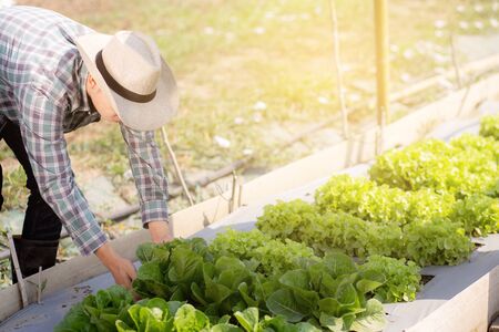 Asian young man farmer checking and holding fresh organic vegetable in hydroponic farm, produce and cultivation green cos for harvest agriculture with business, healthy food concept.の写真素材