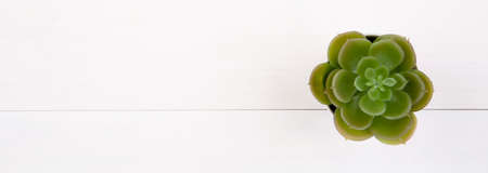 Mini plant succulent with top view on wooden white desk, little plant in potted on table, copy...