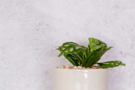 Mini plant succulent on wooden white desk, little plant and leaf in potted on table with cement texture background, copy space, nobody, tree in pot for decoration in home, spring and summer.の写真素材