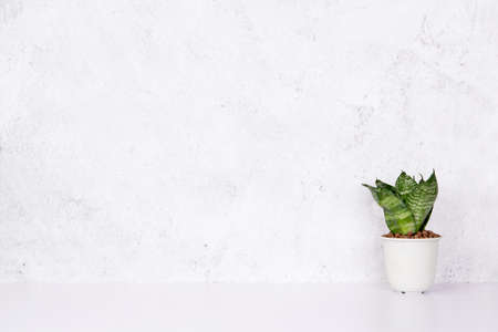 Mini plant succulent on wooden white desk, little plant and leaf in potted on table with cement texture background, copy space, nobody, tree in pot for decoration in home, spring and summer.の写真素材