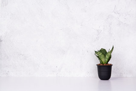 Mini plant succulent on wooden white desk, little plant and leaf in potted on table with cement texture background, copy space, nobody, tree in pot for decoration in home, spring and summer.の写真素材