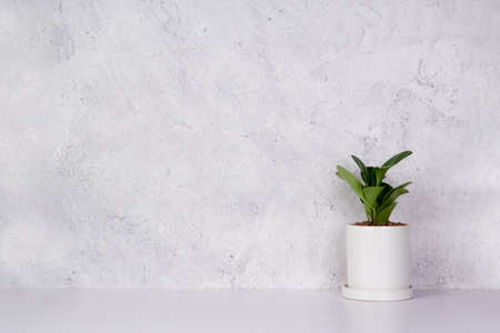 Mini plant succulent on wooden white desk, little plant and leaf in potted on table with cement texture background, copy space, nobody, tree in pot for decoration in home, spring and summer.の写真素材