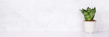 Mini plant succulent on wooden white desk, little plant and leaf in potted on table with cement texture background, copy space, nobody, tree in pot for decoration in home, spring and summer.の写真素材