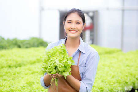 Young asian woman working in hydroponic system vegetables organic lettuce farm, female is harvest for agriculture at greenhouse, entrepreneur examining farmland and industry in the plantation.の写真素材