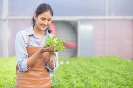 Young asian woman working in hydroponic system vegetables organic lettuce farm, female is harvest...