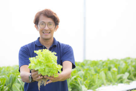 Young asian man working in hydroponic system vegetables organic lettuce farm, male is harvest for agriculture at greenhouse, entrepreneur examining farmland and industry in the plantation, one person.の写真素材