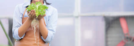 Young asian woman working in hydroponic system vegetables organic lettuce farm, female is harvest...