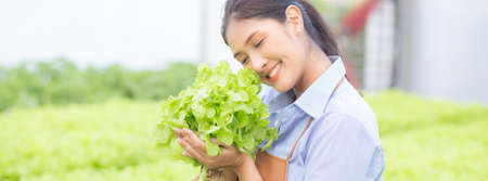 Young asian woman working in hydroponic system vegetables organic lettuce farm, female is harvest for agriculture at greenhouse, entrepreneur examining farmland and industry in the plantation.の写真素材