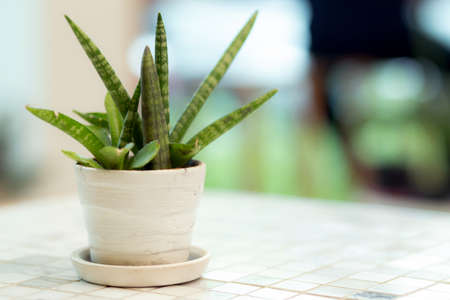 Beautiful artificial bush grass tree in pots ceramic on wooden table nature background, plastic tree and foliage, plant leaf fake with imitation for decorate home, closeup object.の写真素材