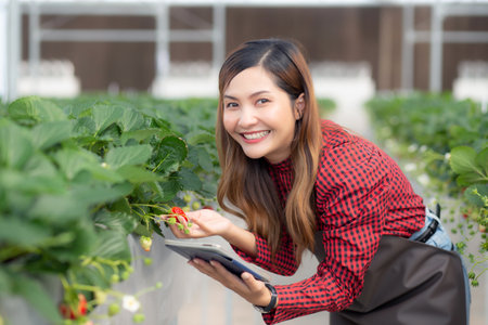 Entrepreneur young asian woman check cultivation strawberry with happiness for research with digital tablet in farm greenhouse, female examining strawberry with agriculture, small business concept.の写真素材