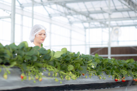 Young asian woman check cultivation strawberry with happiness for research in farm greenhouse...