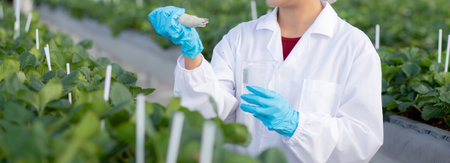 Young asian woman check water quality for cultivation strawberry with happiness for research in farm greenhouse laboratory, female examining strawberry with agriculture, small business concept.の写真素材