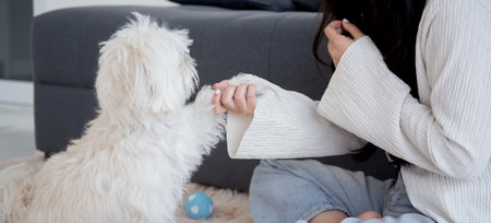 Young asian woman playful with fluffy dog shih tzu for relax with love in the living room at home, friends pet with companion, friendship of woman and animal, female and friendly of puppy.の写真素材