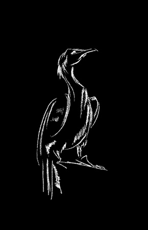 This image shows the different types of birds isolated on a black backgroundの写真素材