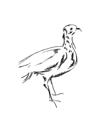 This image shows the different types of birds isolated on a white backgroundの写真素材