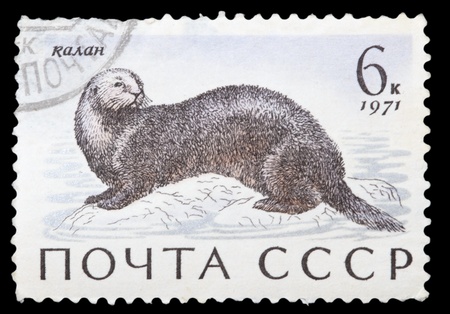 USSR - CIRCA 1971: A stamp printed in USSR shows image of a Enhydra lutris, series, circa 1971の写真素材