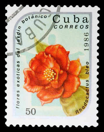 CUBA - CIRCA 1986: A Stamp printed in CUBA shows image of a Rhodocactus bleo, from the series "Exotic flowers in the Botanical Gardens", circa 1986の写真素材