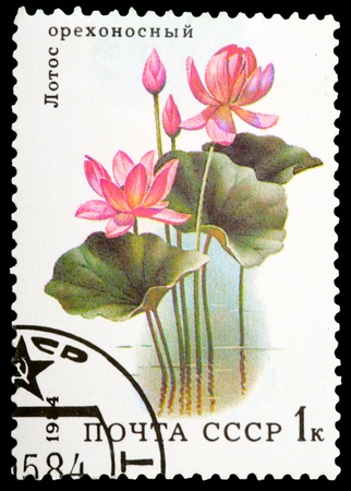 USSR - CIRCA 1984: A stamp printed in the USSR, shows Nelumbo nucifera, circa 1984の写真素材