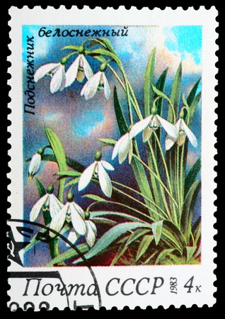 USSR - CIRCA 1983: stamp printed in USSR, shows Galanthus nivalis, series Spring Flowers, circa 1983の写真素材