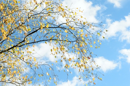 autumn landscape on a background