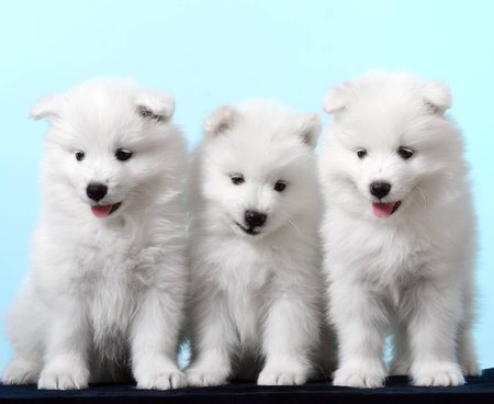 Studio photography dog the breed - Samoyed on a black backgroundの写真素材