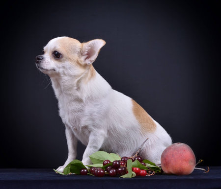 Studio photography dog the breed - Chihuahua, on a black backgroundの写真素材